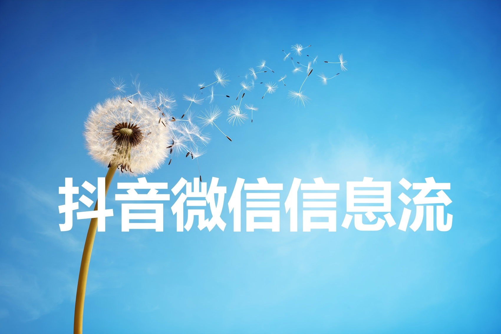 蒲公英,种子,蒲公英种子,花粉,风,万里无云,新生活,运气,草地,时间